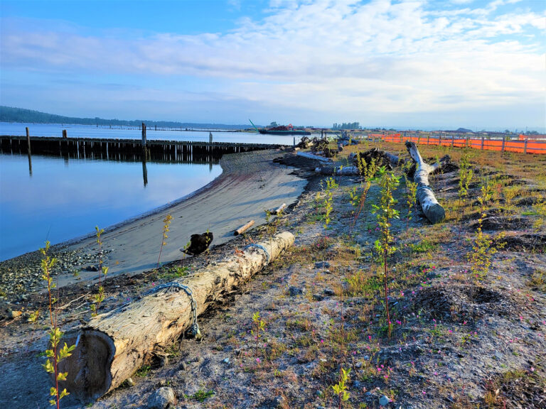 image of bay wood project