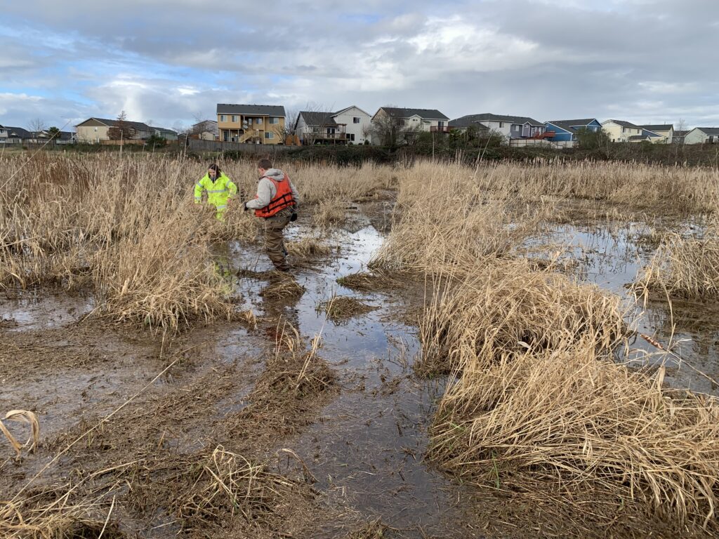 field work at Flett Wetland